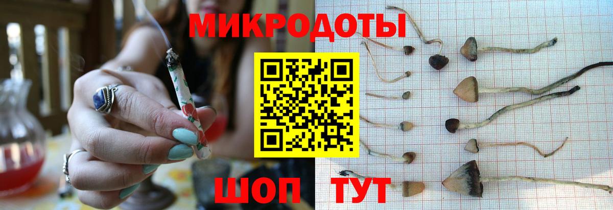 Галлюциногенные грибы Psilocybe Новоуральск